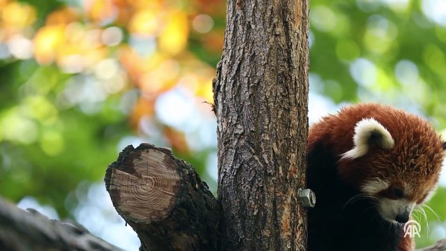 Kızıl panda ailesi ziyaretçilerin ilgisini çekiyor