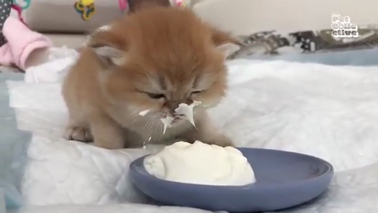 "Funniest Animals Ever! 2025 | Animal Comedy Kingd PUPPIES and KITTENS Only 😍  Minutes of FUNNY Pets‬