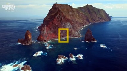 Dolphins Up Close with Bertie Gregory - Official Trailer