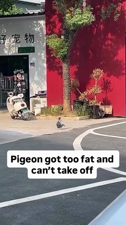 Fat pigeon can't fly
