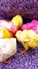 Rainbow chicks video Baby chicks video Beautiful chicks
