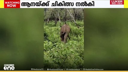 മലയാറ്റൂർ അയ്യമ്പുഴയിൽ കാലിന് പരിക്കേറ്റ കാട്ടാനയ്ക്ക് ചികിത്സ നൽകി