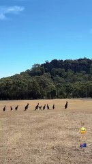 The MOB! Chilling ! Kangaroo diaries only in Australia 🇦🇺