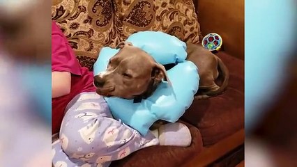 Animal funny video that will make your day with cats dogs and pets in funny actions