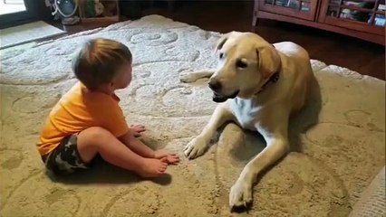 Watch animal funny video full of cats dogs and other pets making you laugh nonstop