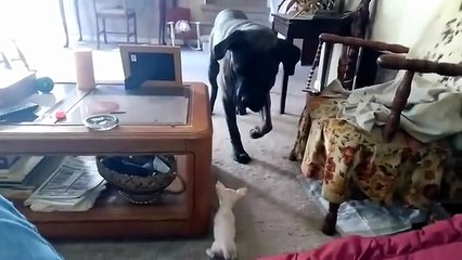 Hilarious animal funny videos compilation cute cats and dogs doing funny things that make you laugh