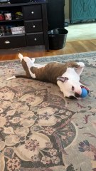 Chien… ou la paresse.