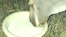 Kangaroo enjoying some milk