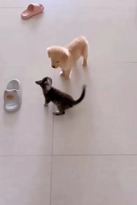 cute kitten 😂funniest pets