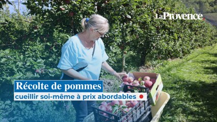 Récolte de pommes : cueillir soi-même à prix abordables
