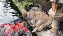 cat next to the fish tank