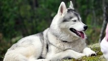 Os animais mais fofos do mundo N•452