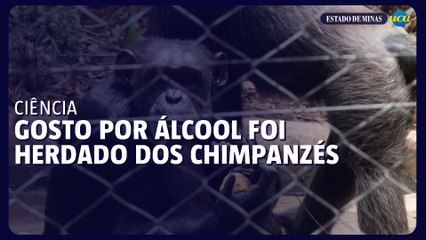 Estudo respalda teoria de que gosto por álcool foi herdado dos chimpanzés