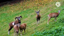 Os animais mais fofos do mundo N•453