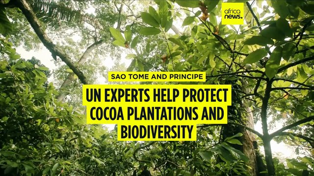 Sao Tomé and Principé: UN Experts help protect cocoa plantations
