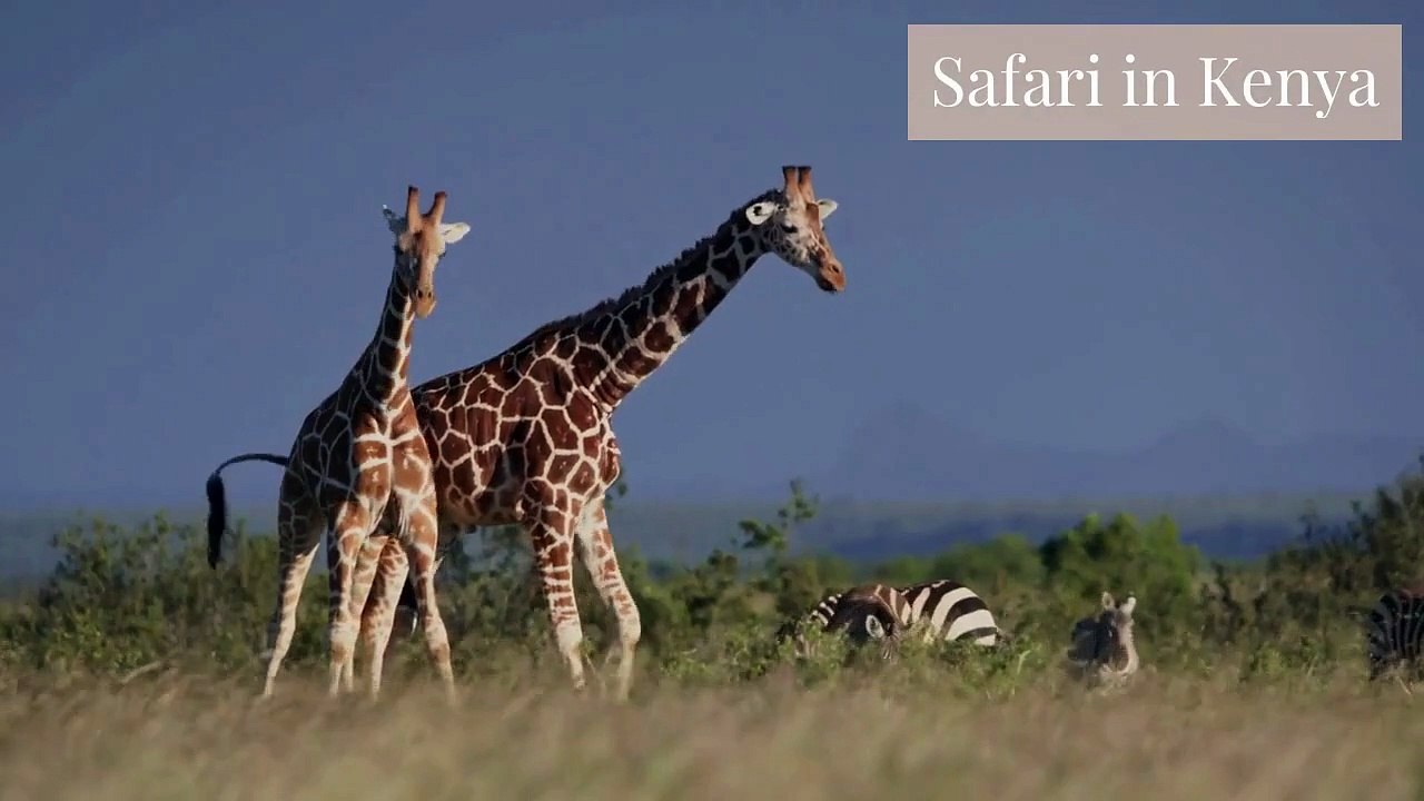 Safari in Kenya – Unforgettable Wildlife Adventures with Adventure Safari Network