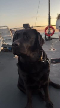 Dog's Ears Swing in Wind