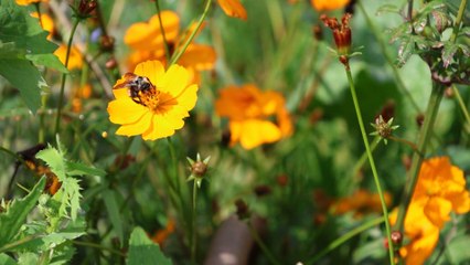 Casitas para abejas solitarias en CDMX