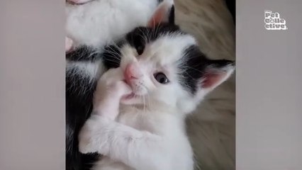 Minutes of FUNNY Pets_"Funniest Animals Ever! 2025 | Animal Comedy Kingdom‫‬