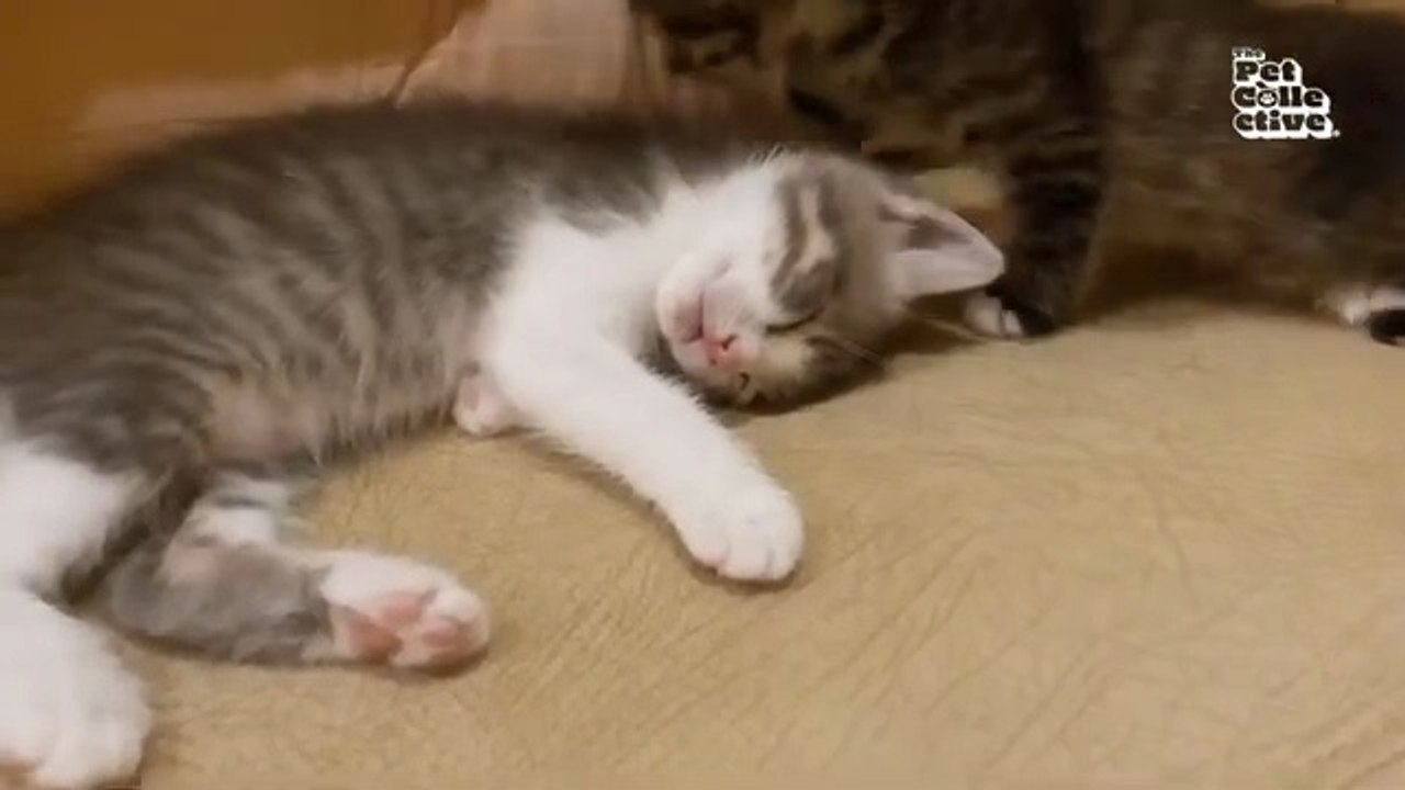 Minutes of FUNNY Pets_"Funniest Animals Ever! 2025 | Animal Comedy Kingdom‫‬