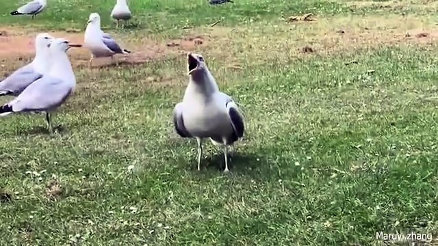 Naimlkas Crazy Funny Pets 2025 🐶🐱 Epic Animal Fails and Adorable Reactions | Ultimate Laugh Challenge