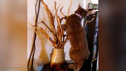 "Naimlkas Funniest Animal Moments 2025 😂 Hilarious Pet Fails and Cute Cats Compilation | Try Not to Laugh"