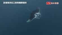 解救身綁延繩釣繩索鬼蝠魟 澎湖海洋保育志工團隊挑戰不可能任務