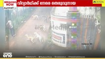 ഡോ​ഗ്സ് ഓൺ കൺട്രി; വിദ്യാർഥിയെ ആക്രമിക്കാൻ പാഞ്ഞടുത്ത് പത്തോളം തെരുവുനായകൾ; രക്ഷപെട്ടത് സാഹസികമായി