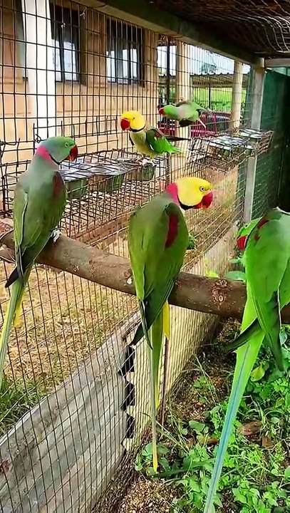 Clearhead Green Alexandrine Parrot _cute _beautiful _viral _amazing _mutation _shorts