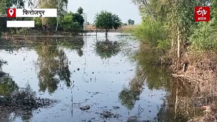पंजाब: फिरोजपुर में कम हो रहा है बाढ़ का पानी, बीमारियां फैलने की आशंका