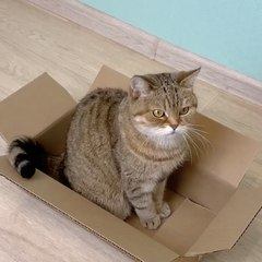 Votre CHAT le mérite ! Des moyens simples pour les faire sourire 🐾✨✨