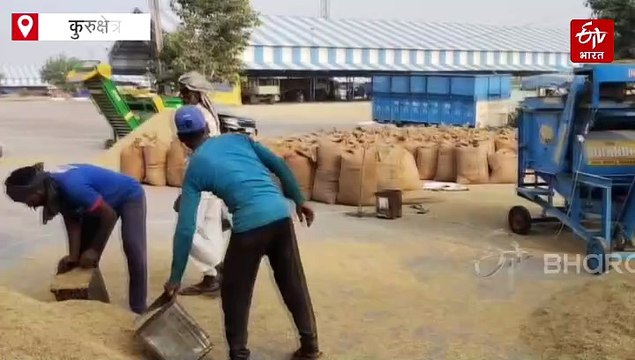 कुरुक्षेत्र की मंडियों में धान की आवक शुरू, किसान बोले- फसल में रोग और बारिश से 30% उत्पादन घटा, मुआवजा चाहिए