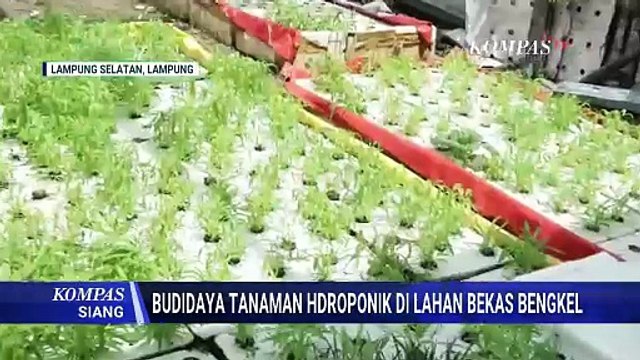 Sukses Budidaya Sayur Hidroponik, Warga Lampung Raup Cuan dari Lahan Bekas Bengkel
