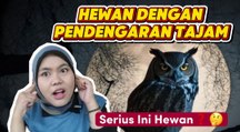Ini 4 Hewan dengan Pendengaran Tajam-Serius Ini Hewan?
