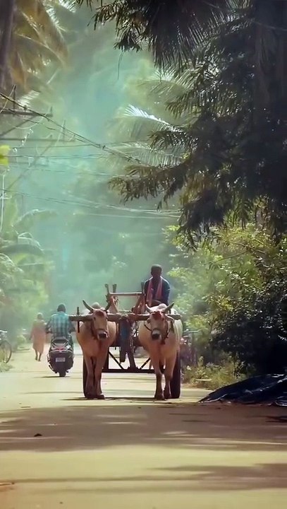 The village life far video