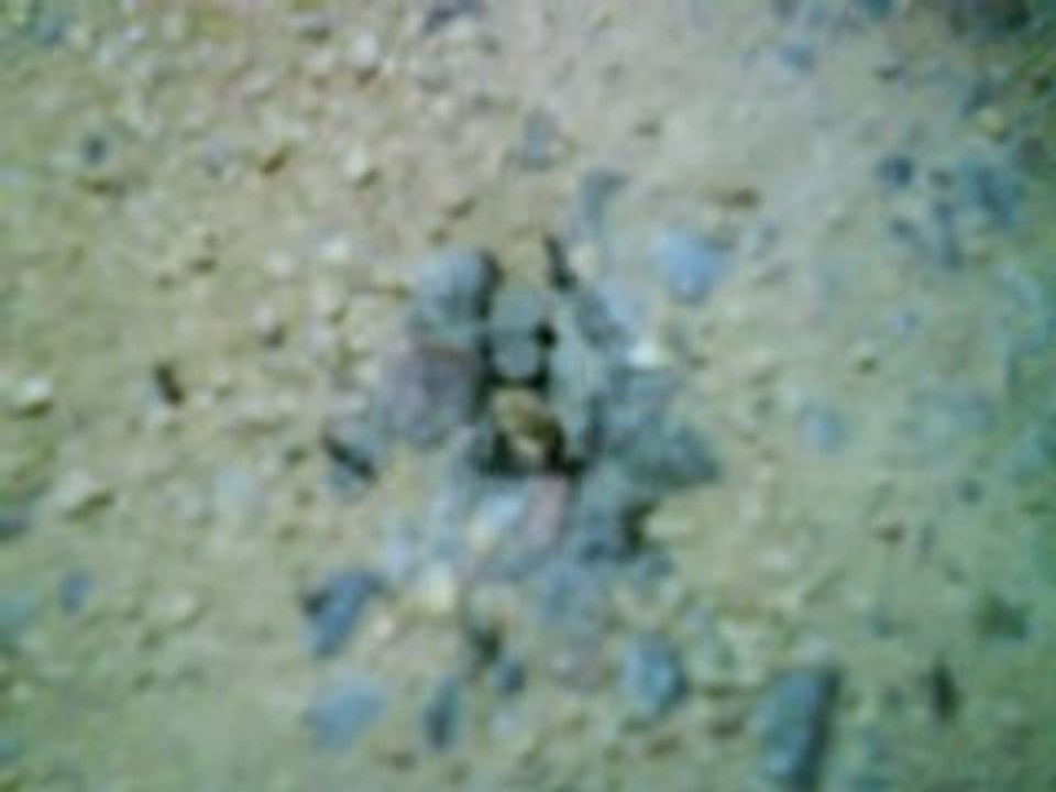 Fourmis Party