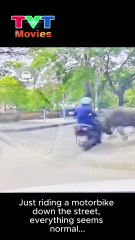 Bò "Khủng Bố" Đường Phố: Pha Tấn Công Bất Ngờ! 🐄💥