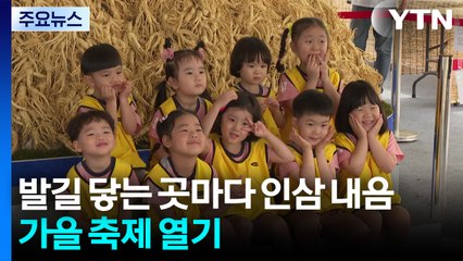 발길 닿는 곳마다 인삼 내음...가을 축제 열기 / YTN