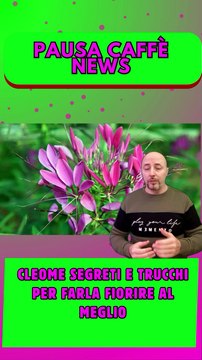 Cleome segreti e trucchi per farla fiorire al meglio