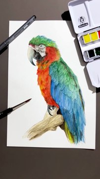 Peindre un perroquet à l'aquarelle #aquarelle #art #dessin