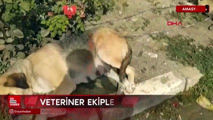 Amasya’da yavru köpeğe araç çarptı, annesi başından ayrılmadı