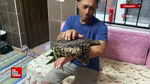 Osmaniye'de bulduğu şahine ciğer dürüm söyledi