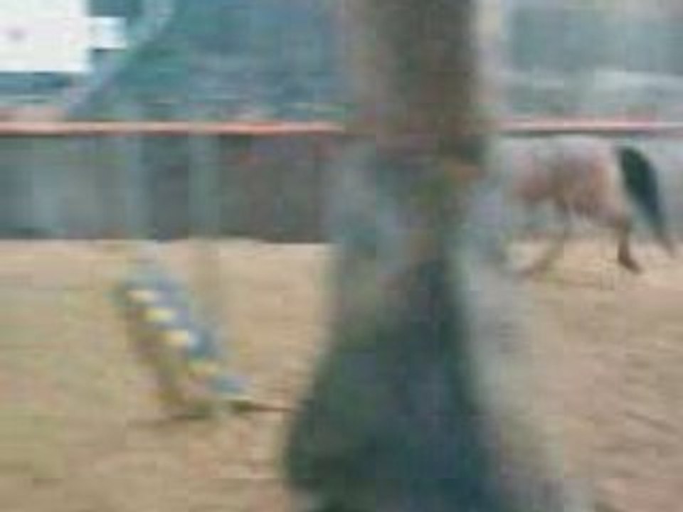 VID001