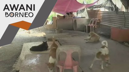 Vaksinasi haiwan peliharaan wajib bagi elak penularan Rabies