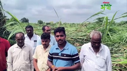 निसर्गाच्या पुढे शेतकरी हतबल; तोंडाशी आलेले पीक होतंय जमीनदोस्त
