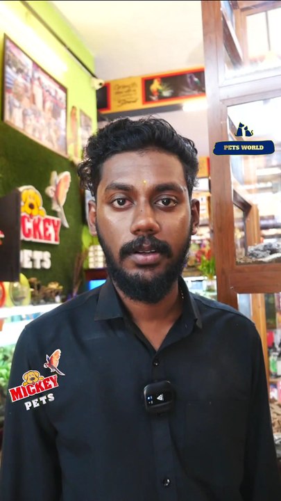 അടിപൊളി കൊക്കറ്റൂവും മക്കാവു തത്തകളും | Cute  Cockatoo and Macaw Parrot #petsworld   #cockatoo #macawparrot ഈ ഷോപ്പിന്റെ അഡ്രസ്സ് "മിക്കി  പെറ്റ്സ്" ഫോണ്‍ നമ്പര്‍ - 80896 90746/98463 90746/ 0468 2964521Mickey Pets & Aquarium,Pathanamthitta