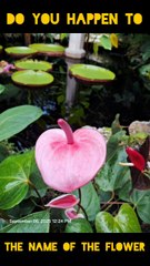 Name the flower | #flowers #challenge #quiz #shorts #shortsfeed #birds #flamboyance #nature #earth