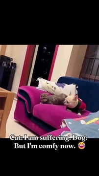 Cat- I am suffering. Dog- But I‘m comfy now. 😂#dog #dogsofinstagram #dogs #pet #petsofinstagram