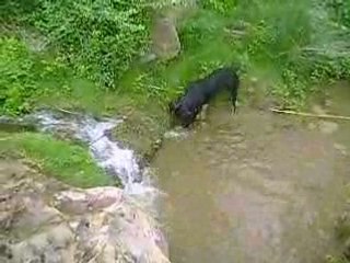 Rottweiler qui attaque la rivière
