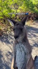 Kangaroo diaries only in Australia 🇦🇺